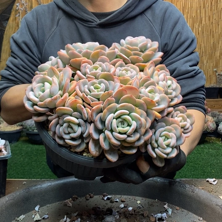 叮***～248号号香橙多肉植物