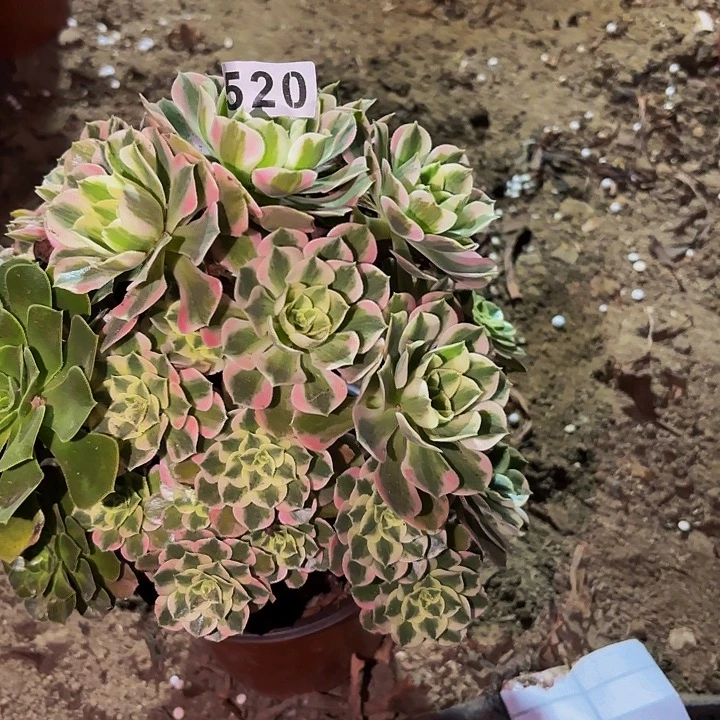 520女妖多肉植物不售后