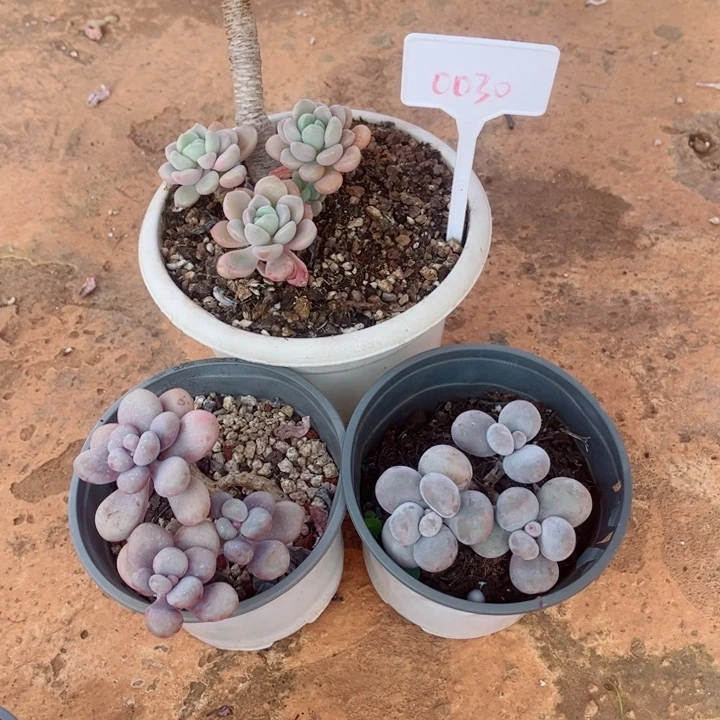 一***ㅤ00000000000000030