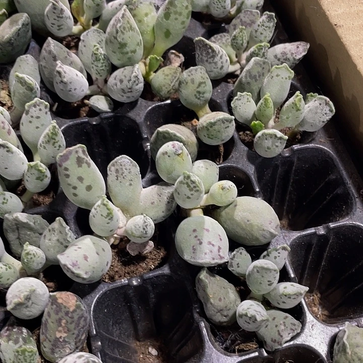 小海豹1.5带土发