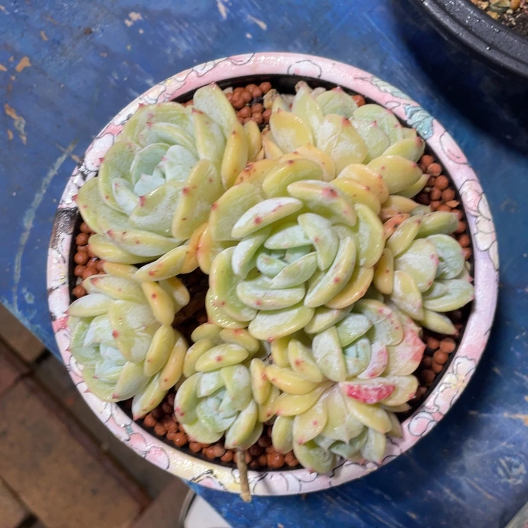 劳林一物一拍中通快递