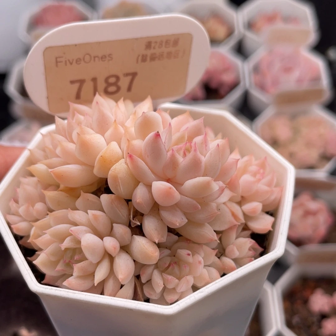 小乔7187-6.0厘米