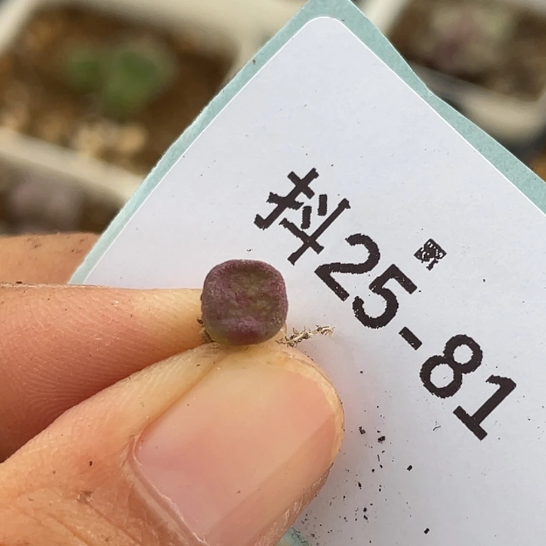 25-81方碗多肉植物