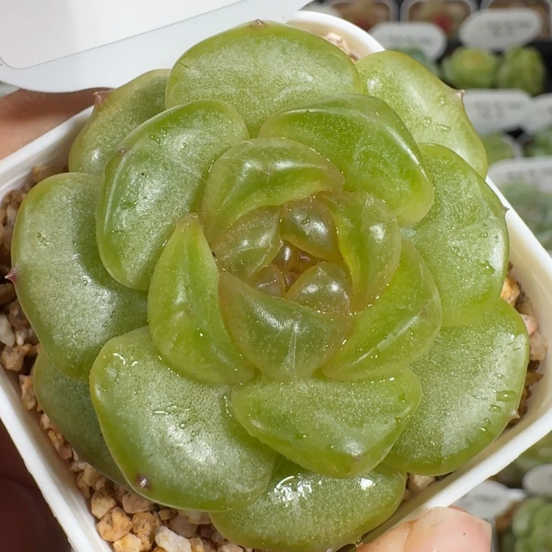 0923-125-彩色恋人F