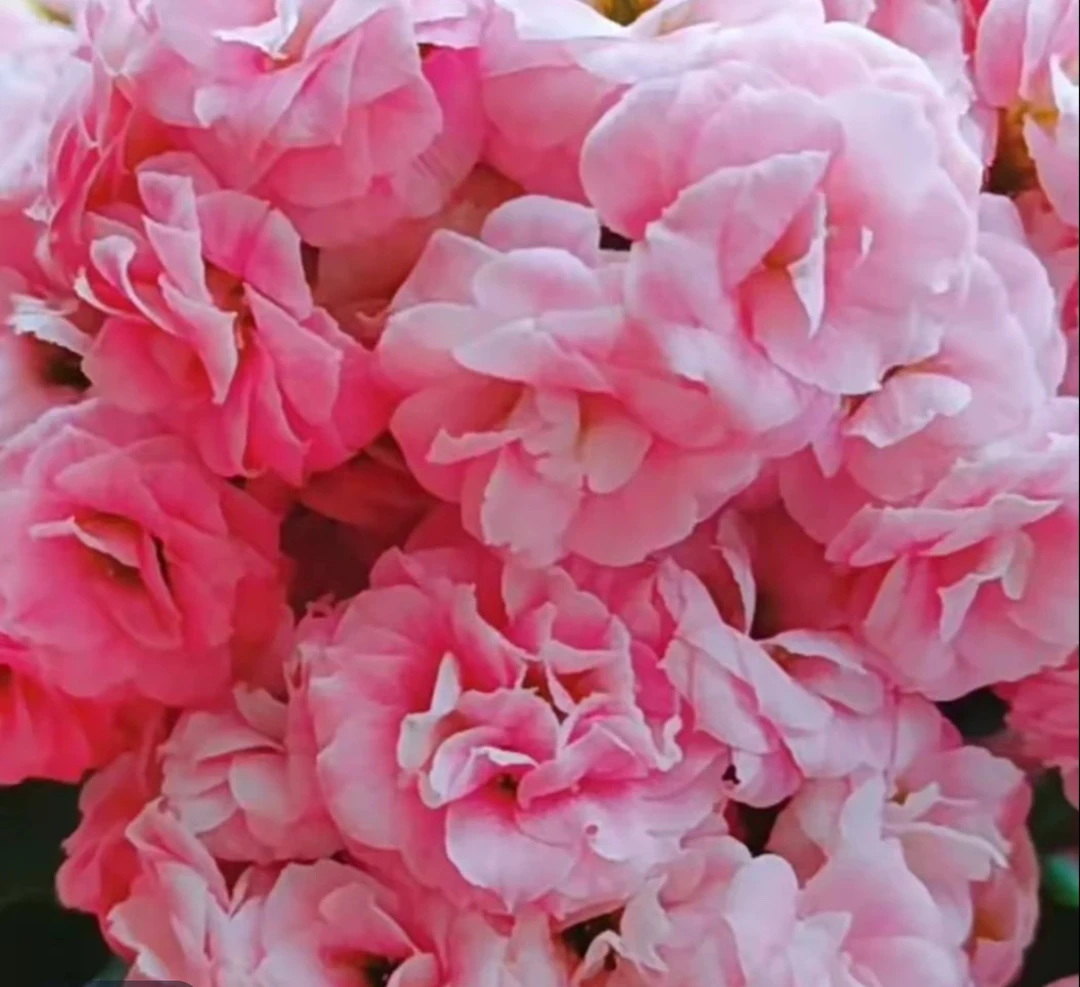 克拉拉（大盆） 盆栽活懒人花卉美观室内客厅阳台易活花