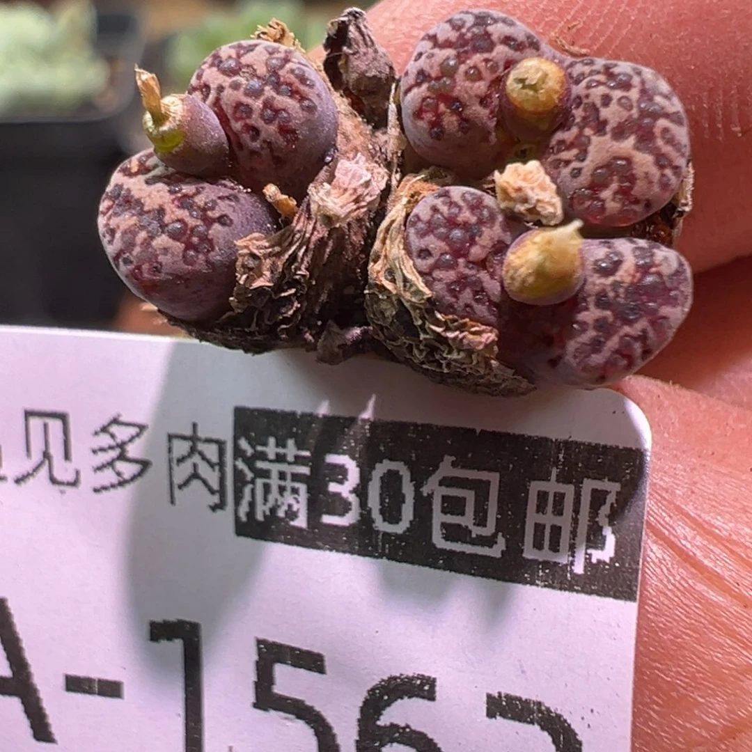 多肉植物11111111111