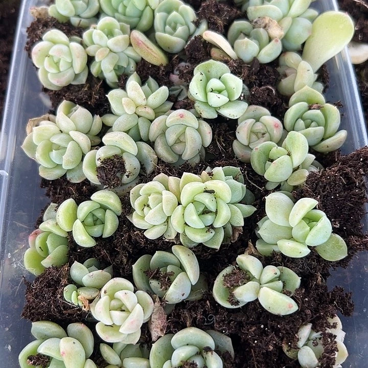 财富密码混多肉植物一盒满的