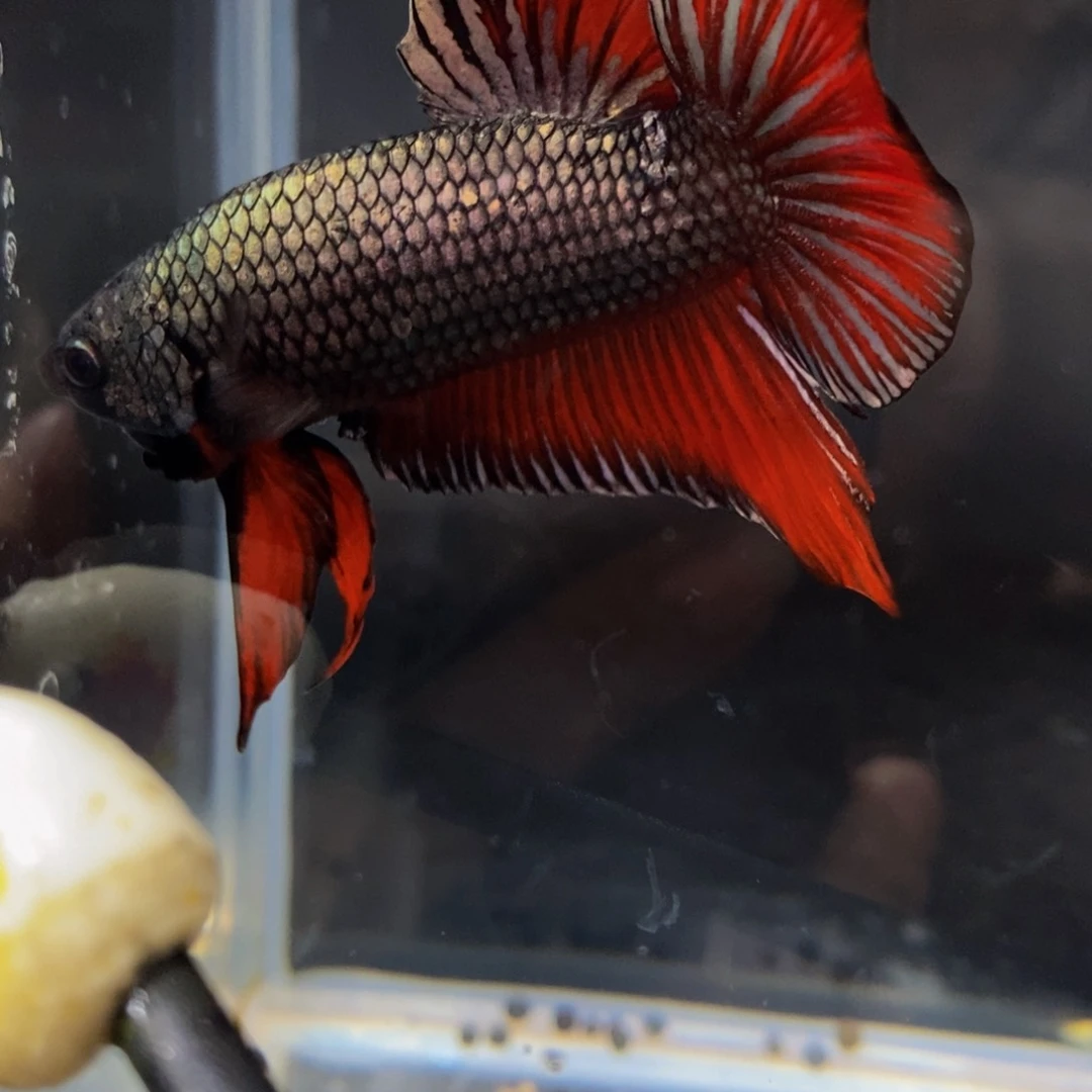 热带鱼公162巨斗