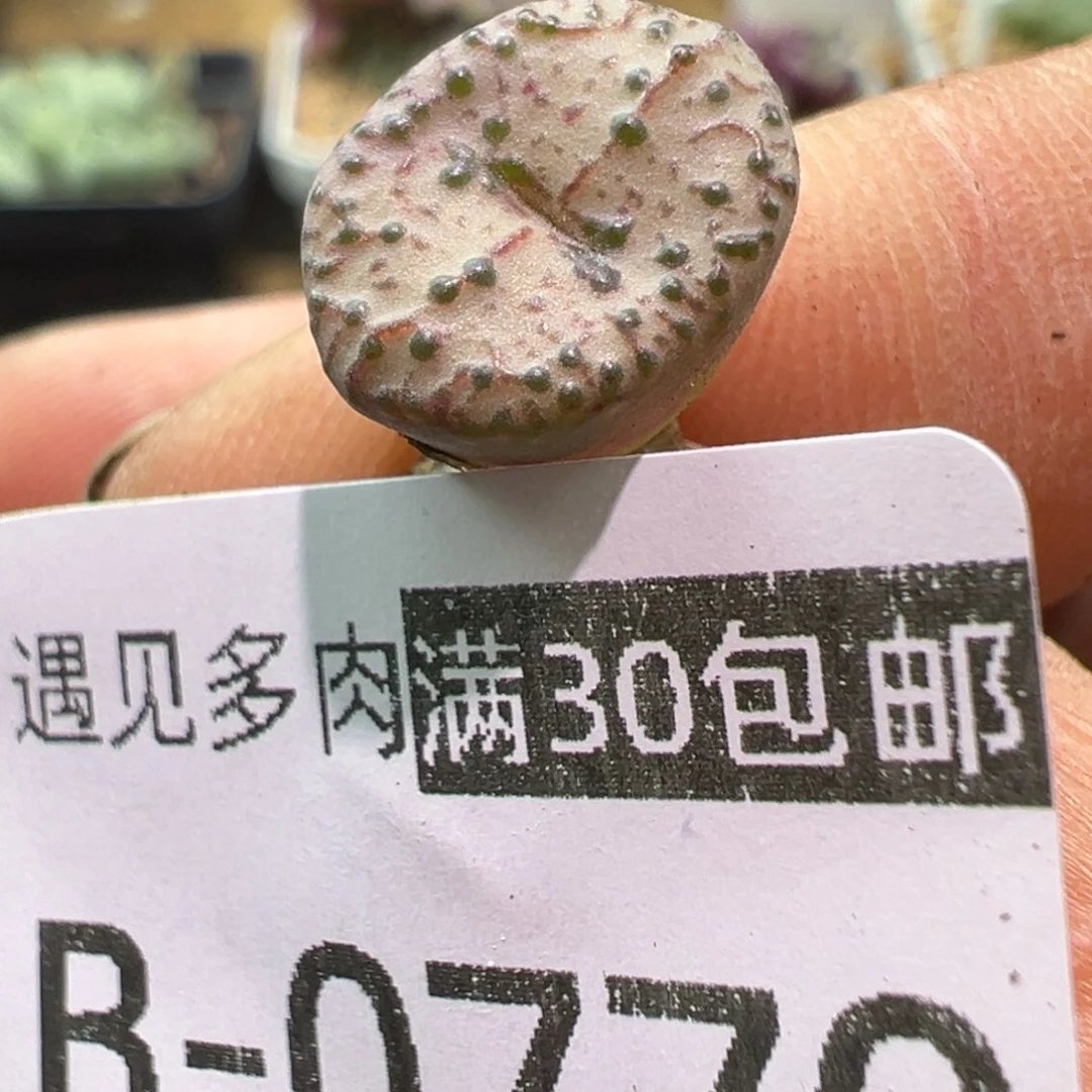 770 多肉植物1111111111111