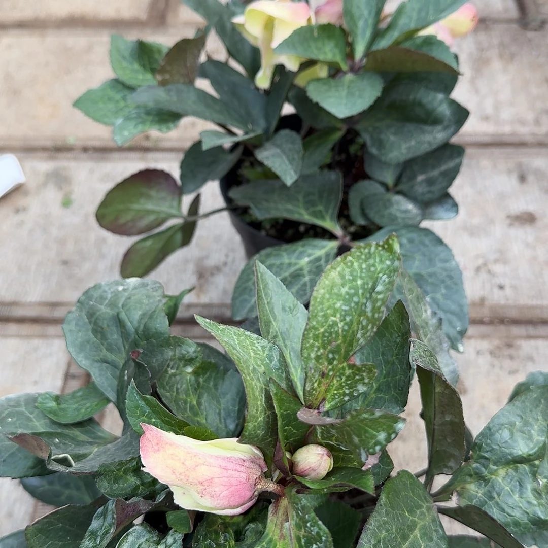 青鸟铁筷子福利品