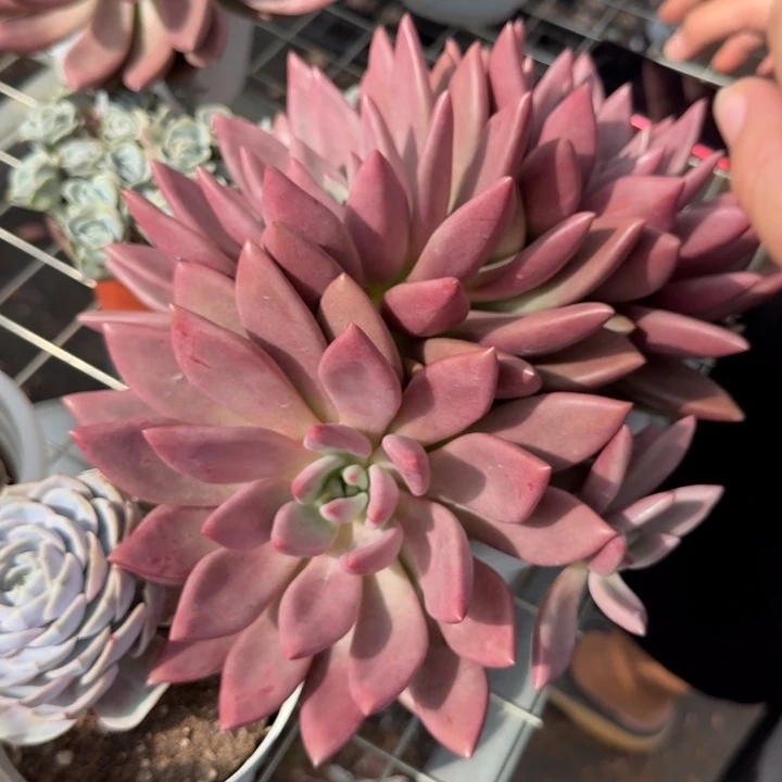 桃花源三头起发整桩无砍