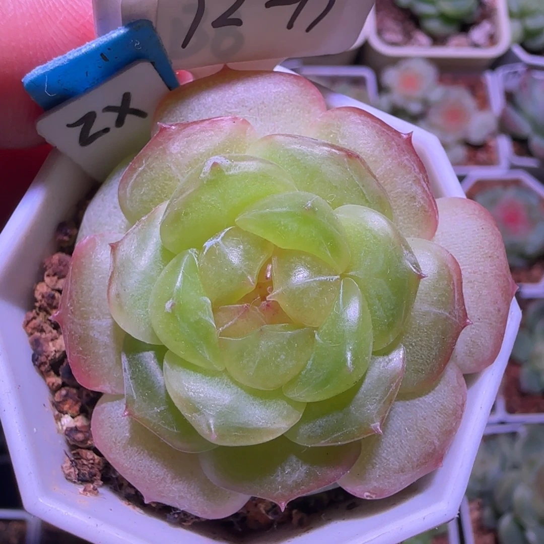 12-11福利甜心谪仙单头