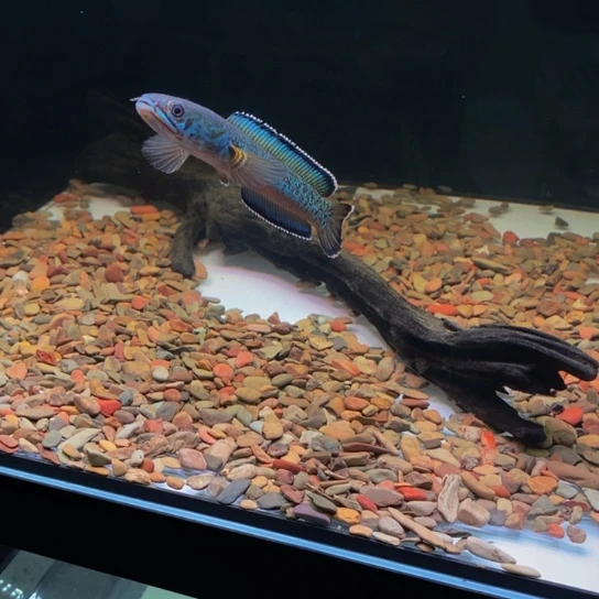 雷龙26.号金尘12左右