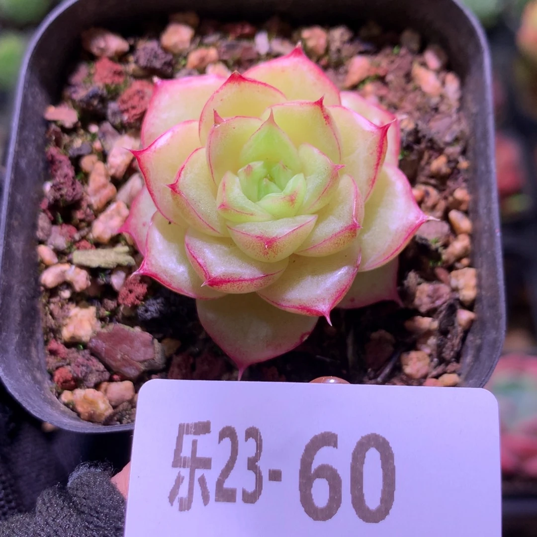 乐然23-60 麦秆单头