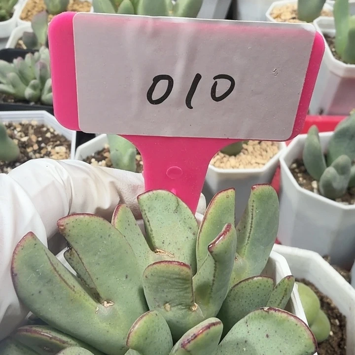 010mmmmmmmmmmmm…..密密麻麻