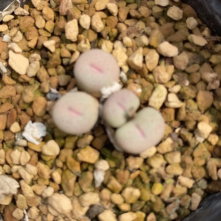 1455奶油嘴一群。