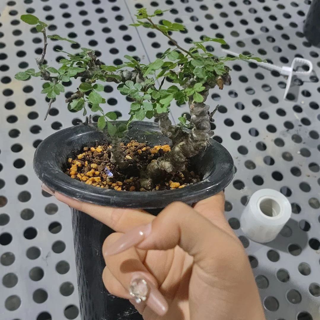 产地扦插念珠橄榄熟桩