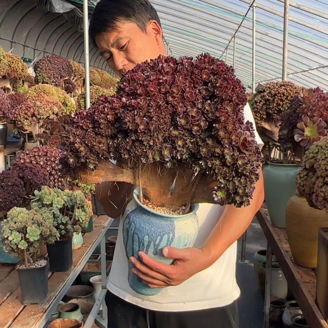 欧紫朵朵缀不带盆土