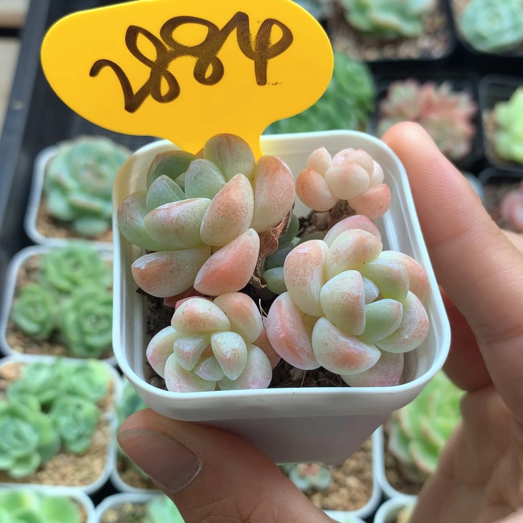 丸叶糖心冰玉2884