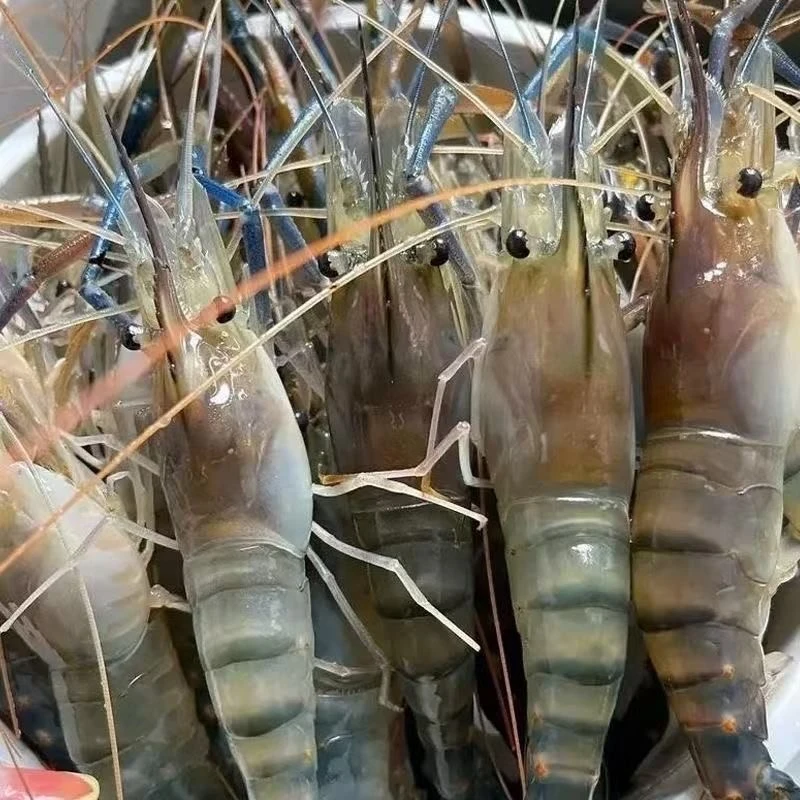 L2【拍三斤送一斤】新鲜速冻罗氏虾 淡水虾液 氮 锁鲜冷链发货