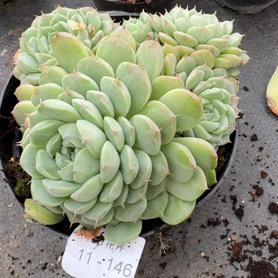 多肉杂交一物一拍11-146