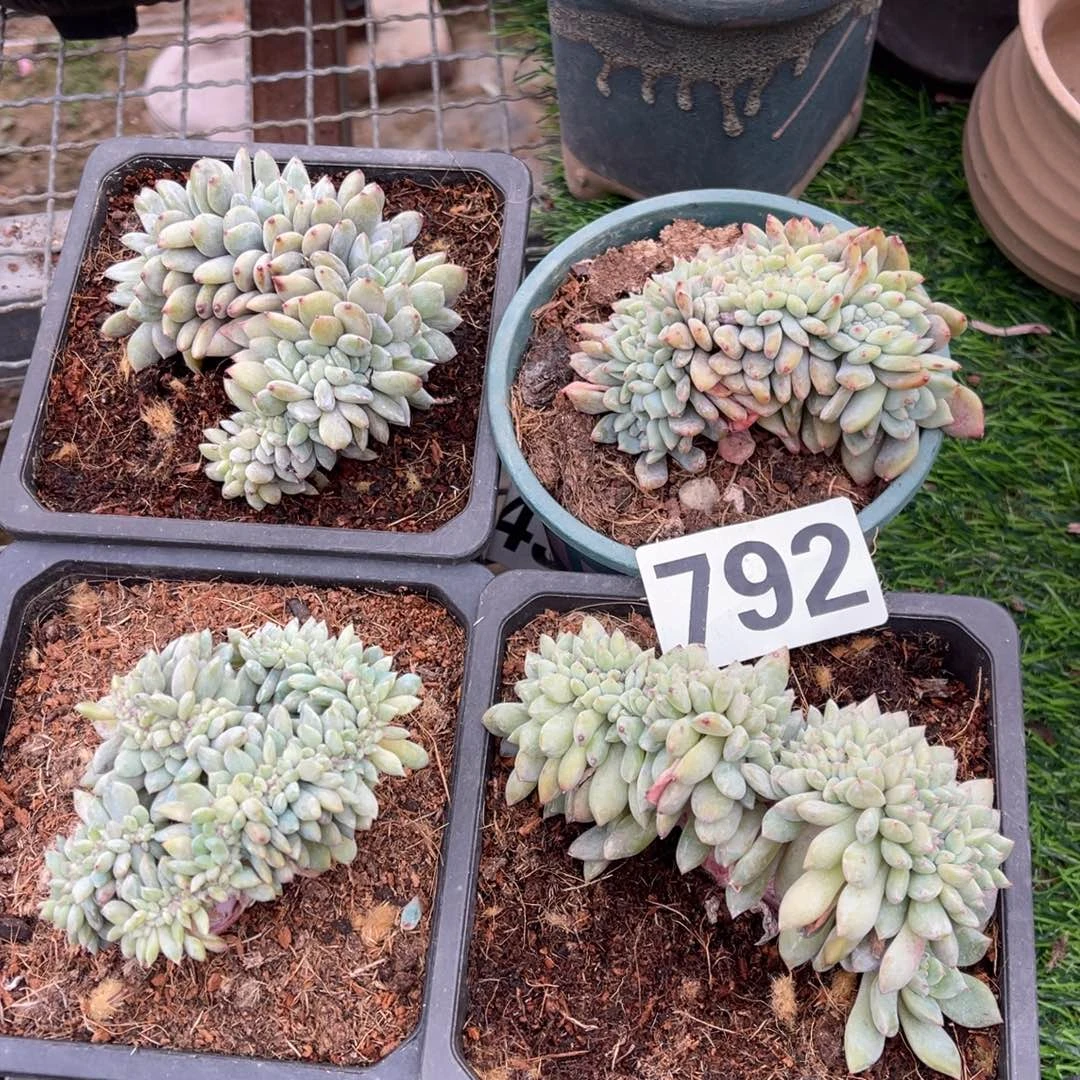 792号14880。  99。