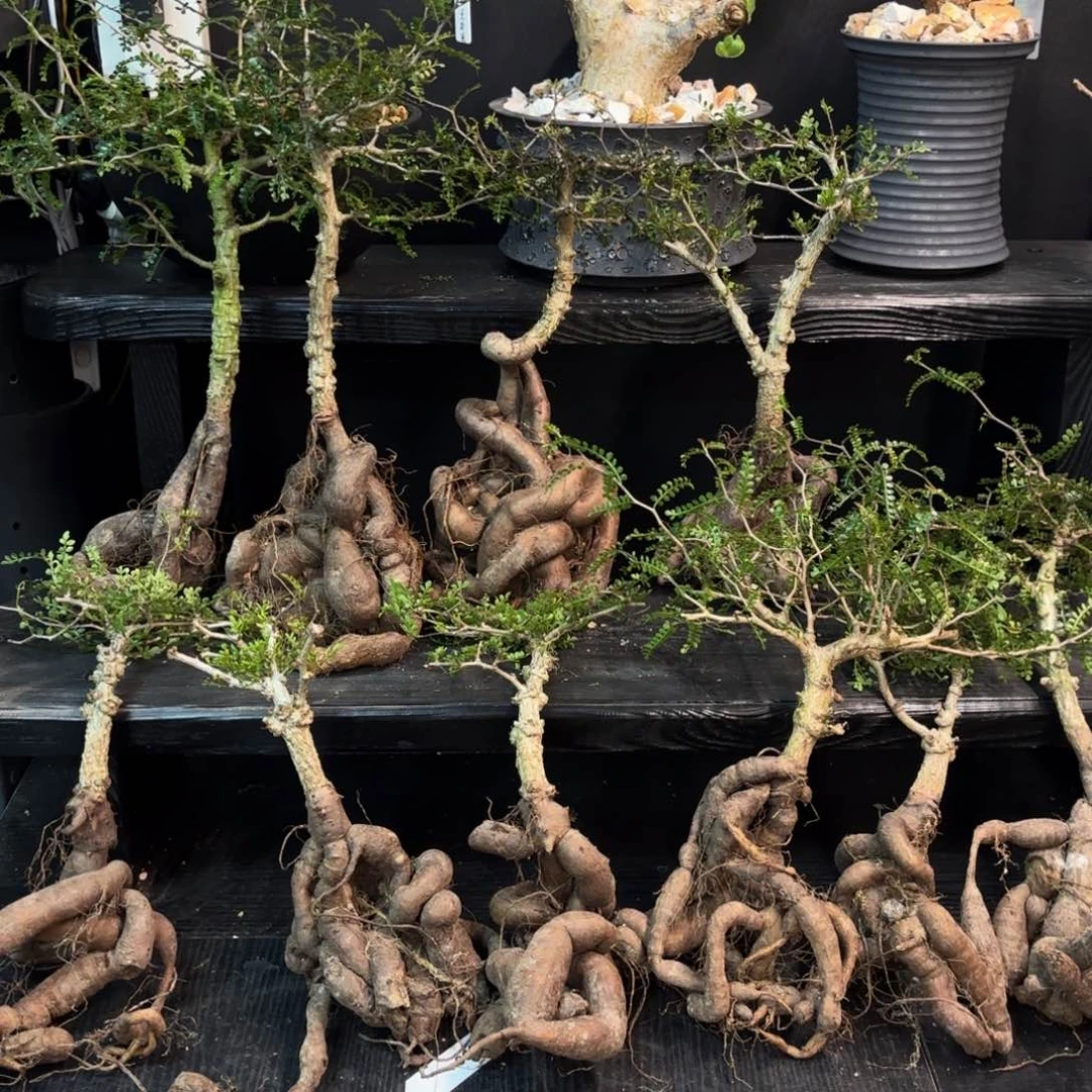 象足漆树裸根发。