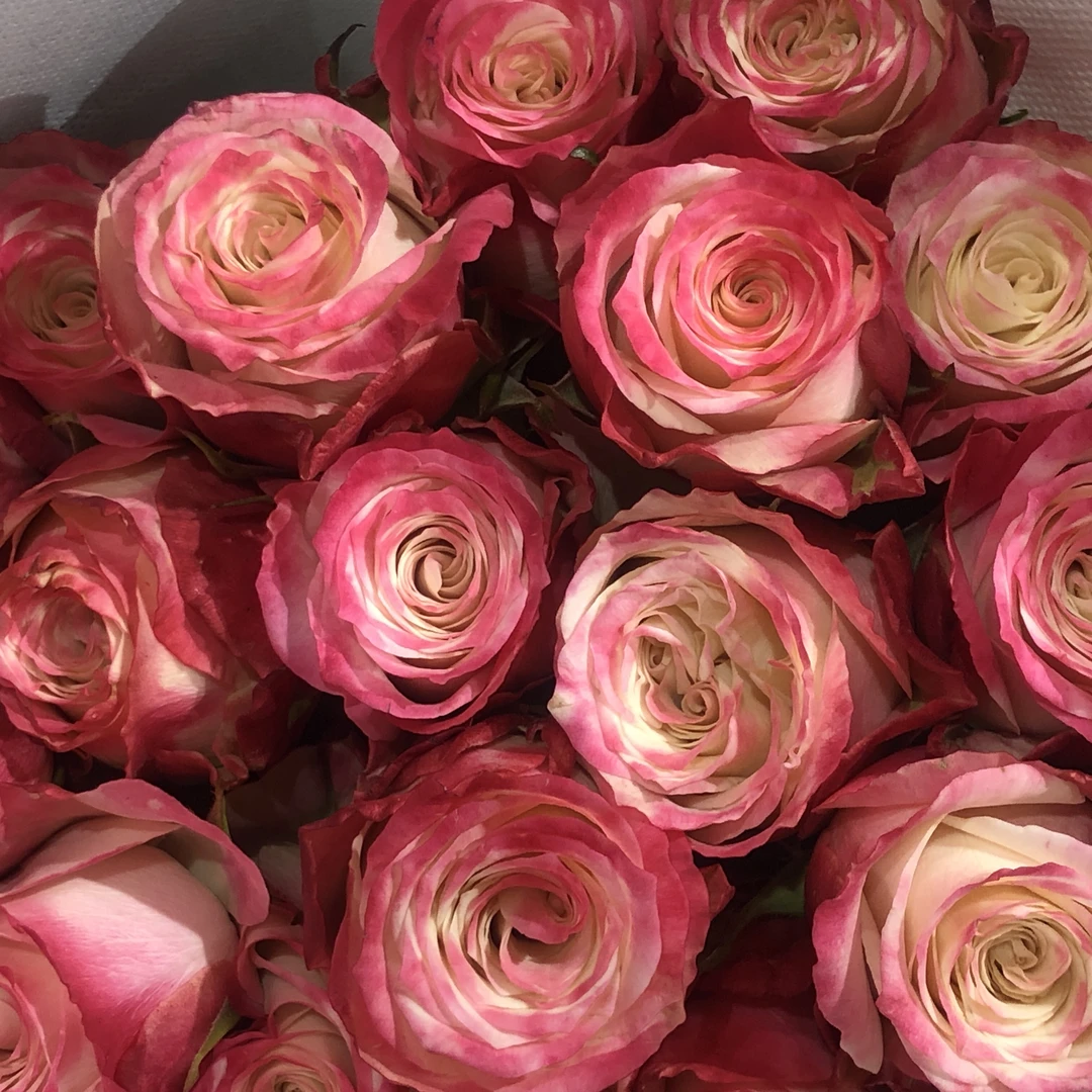 邵掌柜【花花公子】新品稀有多头玫瑰#品质优选 顺丰发货