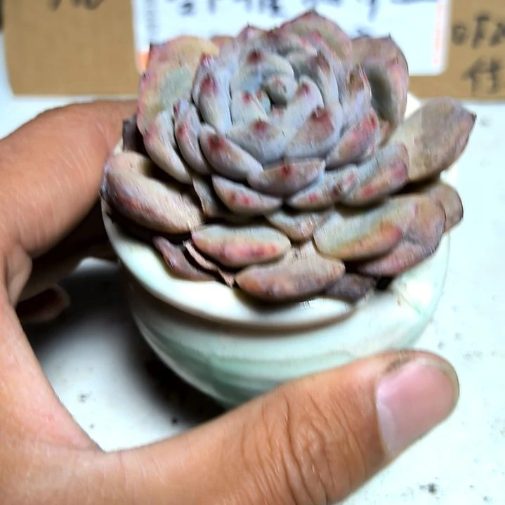 满6元包邮，糖心水晶