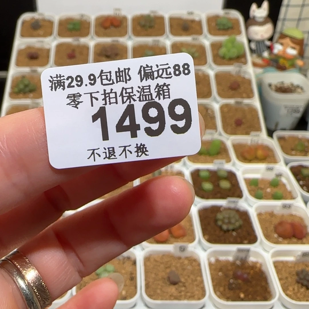 企***抽肉锥多肉植物组合-1499（土）