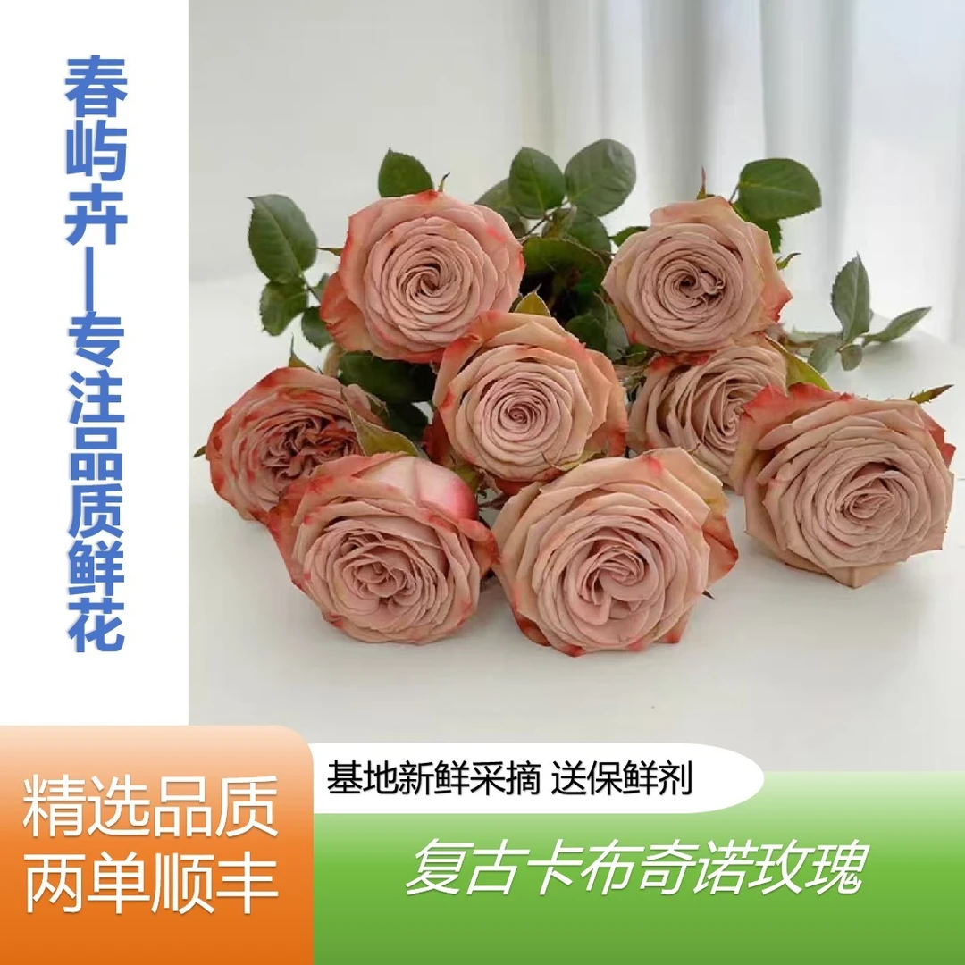 复古色卡布玫瑰云南基地直发任意拍两单顺丰插花手捧花鲜花水养花