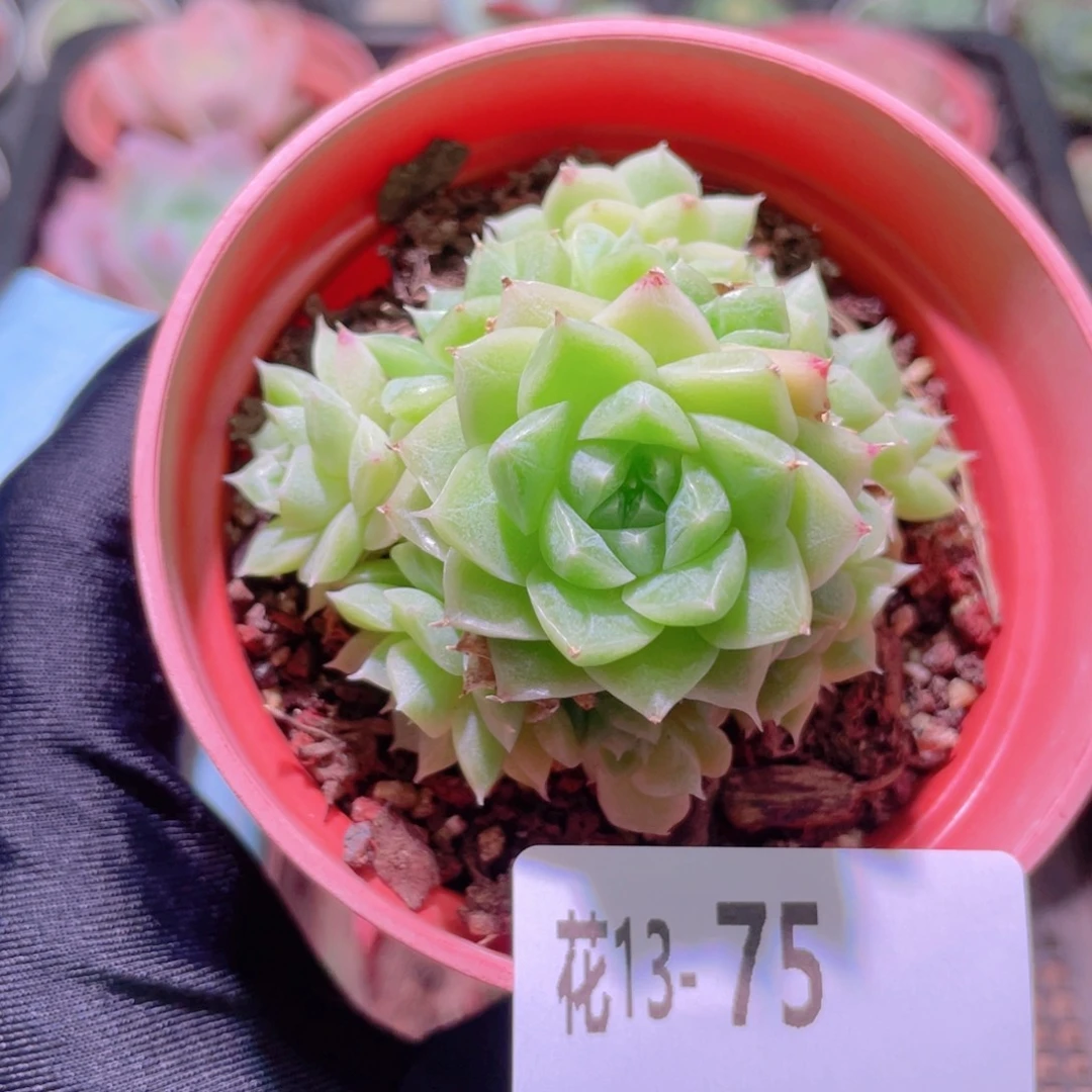 花利美13-75麦秆群