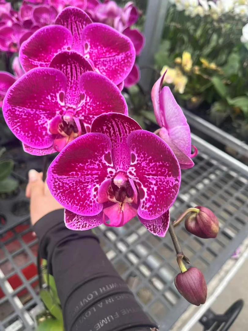 黑豹蝴蝶兰，单颗