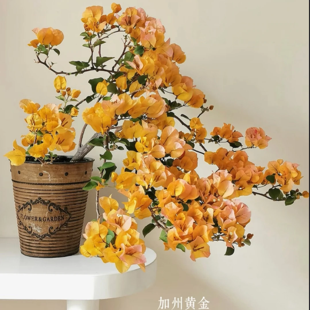 【加州黄金】金黄颜色勤花指数五颗星 新手小白必入