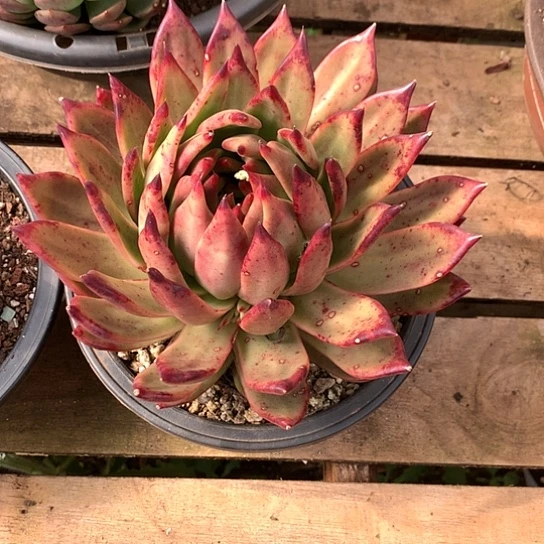 慧美肉特价活动开始啦