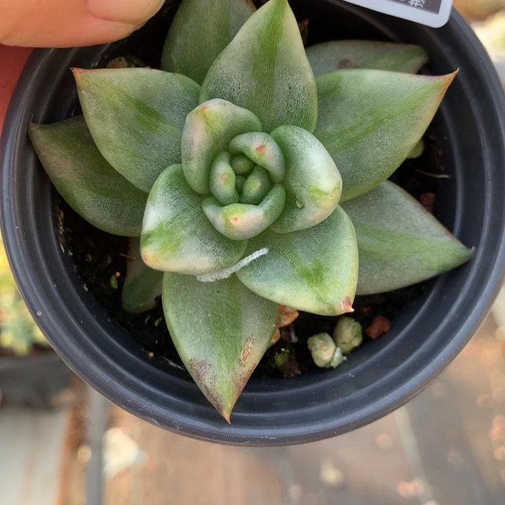 无花朵艾克魂锦 1861