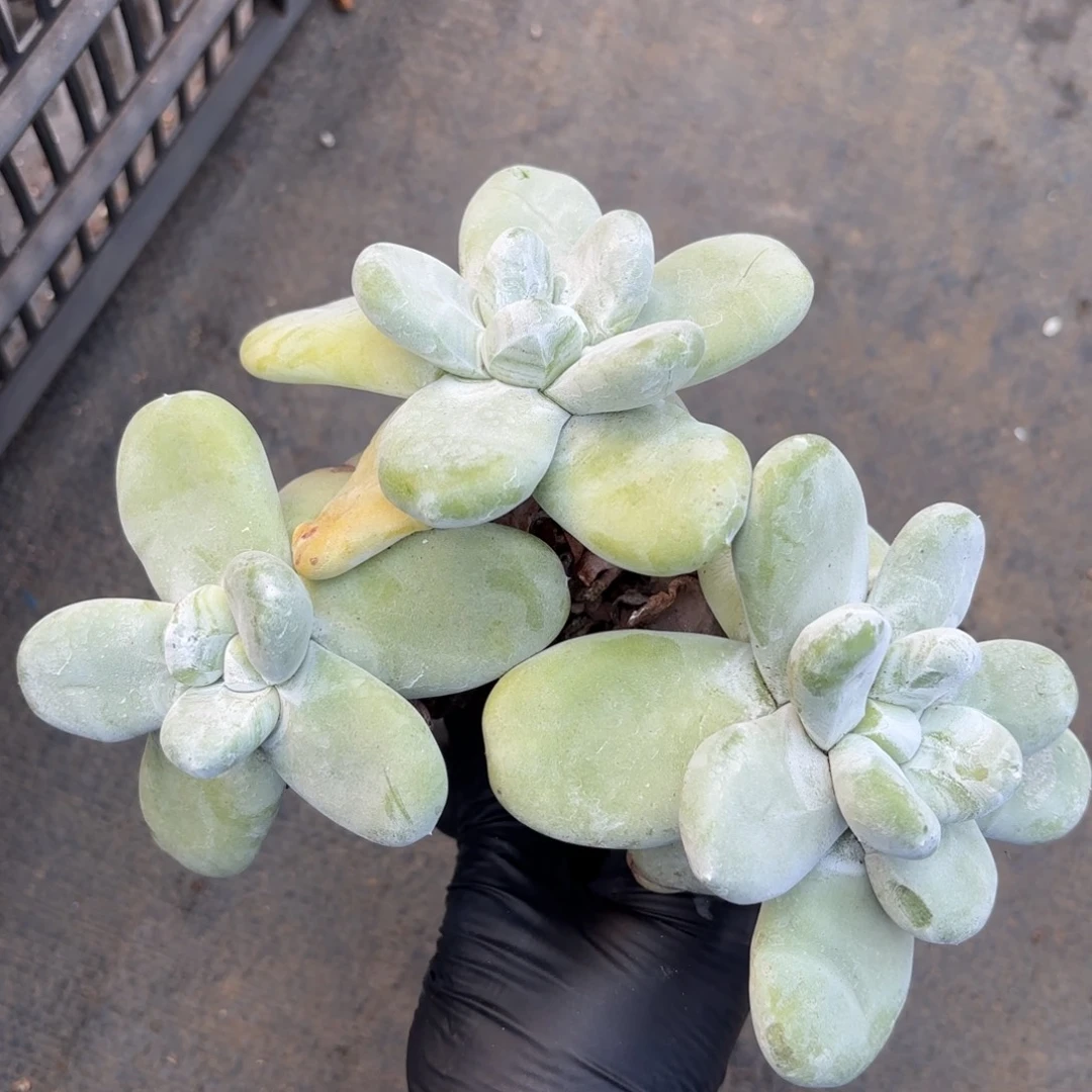 拇指，仙女杯多肉。