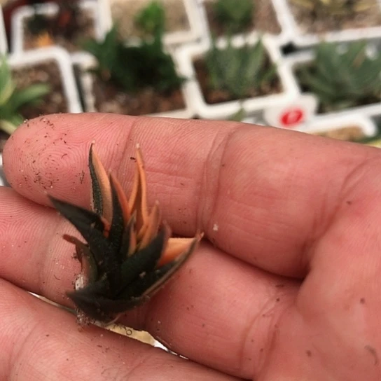 象牙塔锦硬叶多肉