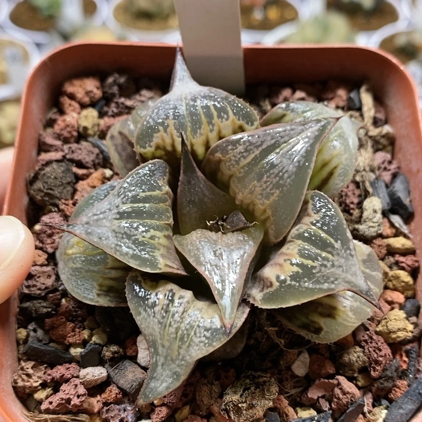 【闪购商品】108芭提雅pinky
