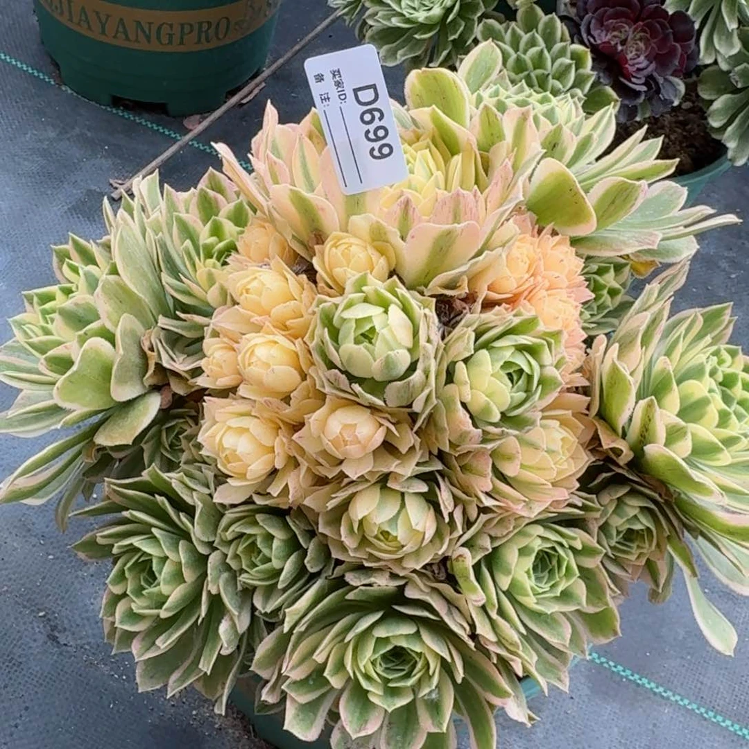 699芳华多肉植物