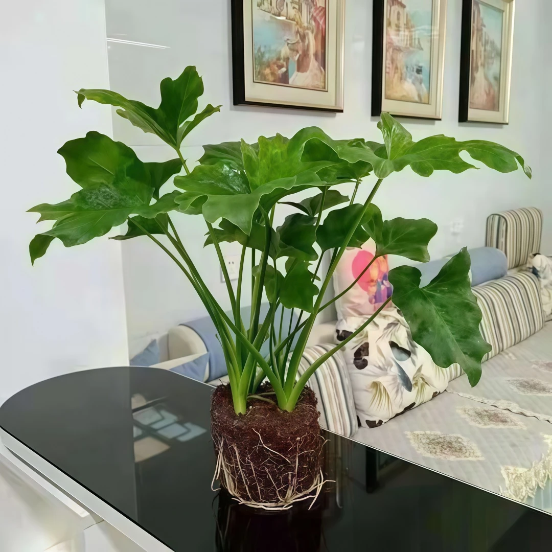 大龙鳞春羽水培喜阴绿植水培花大叶春羽好养花卉四季常青净化空气