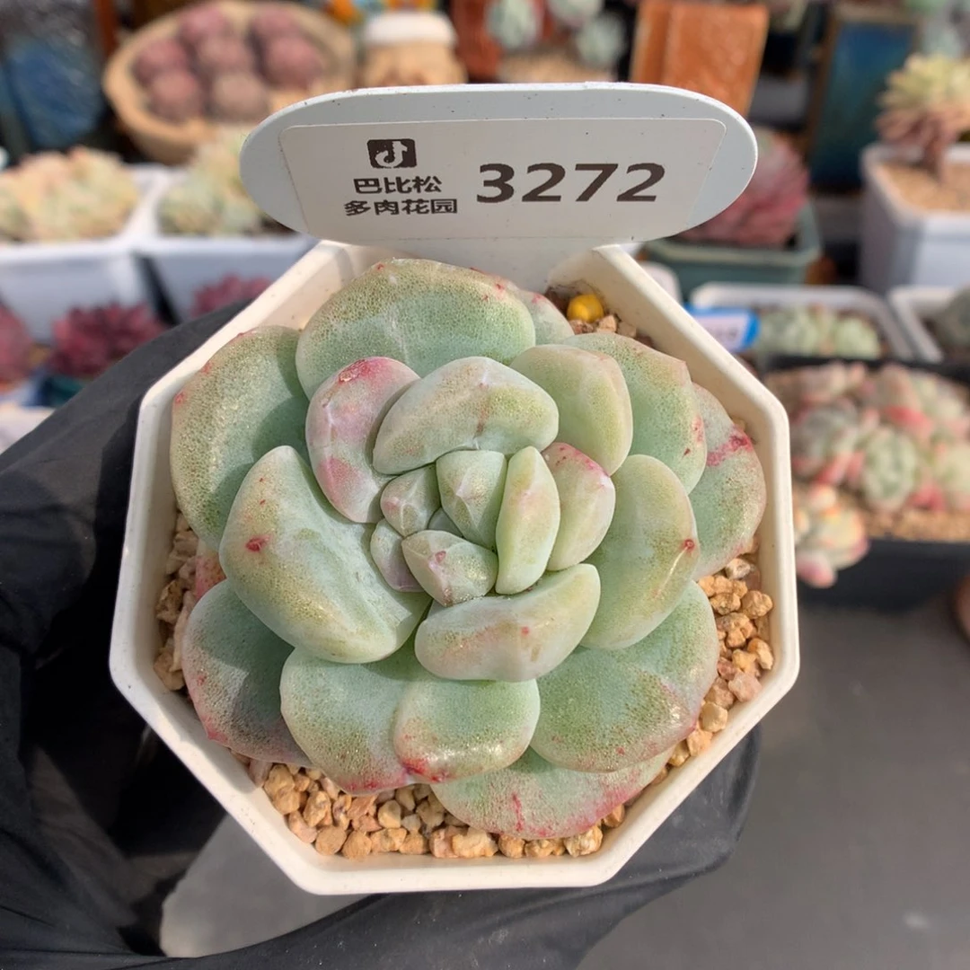 3272 冰玉石化多肉