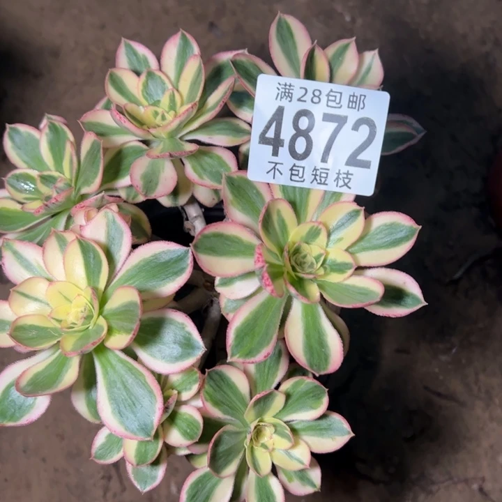 燕姿锦群4872法师多肉，