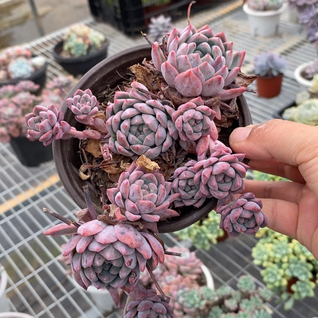 4758霜花一物一拍