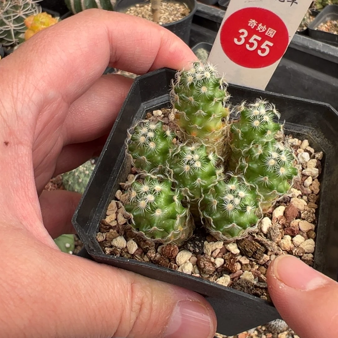 七头沙煲尤群一棵仙人球