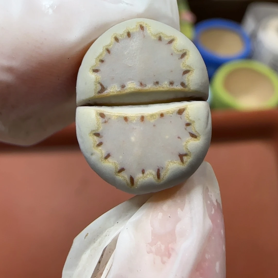 12.23.1621.015饼干.9033