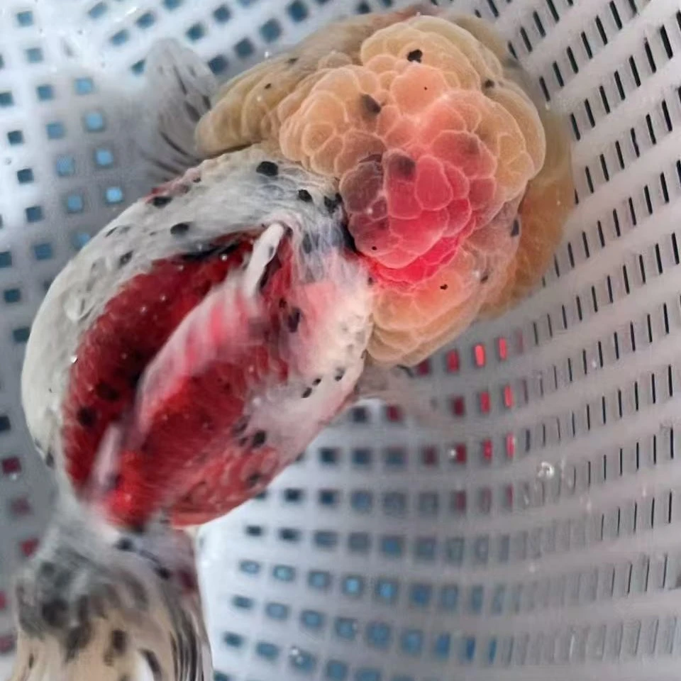 渔场直发元宝泰狮冷水金鱼包邮包开箱活入缸以后不在赔付范围内