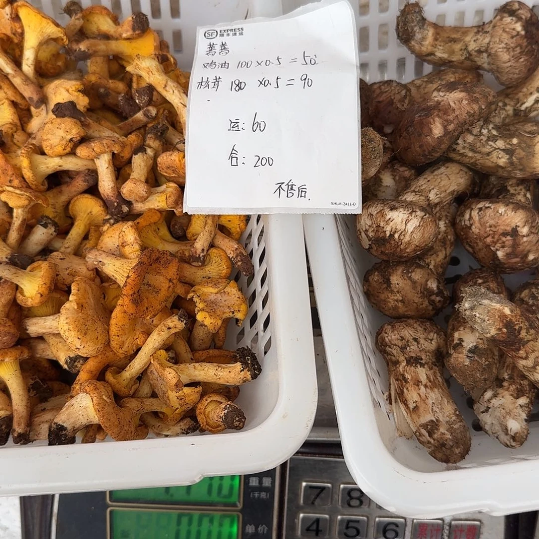 蔫***蔫菌子中国大陆菌子
