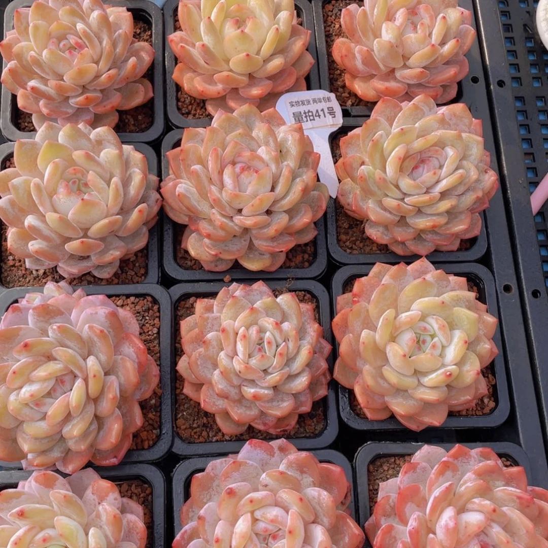 量拍41号奶油优选雪天使母本大单头一个