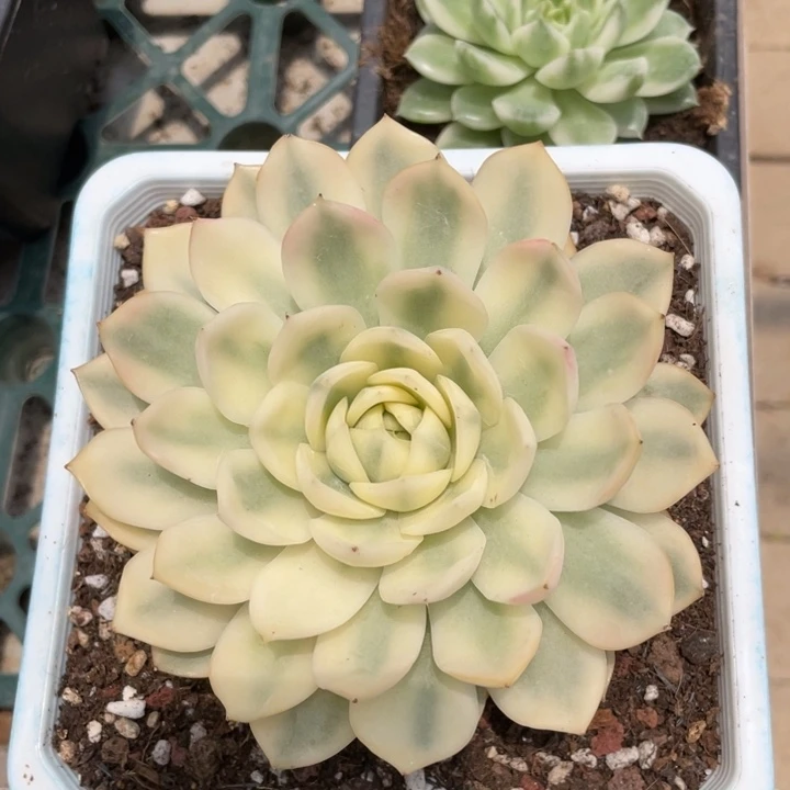 粉水晶宽锦。锦龙园艺11